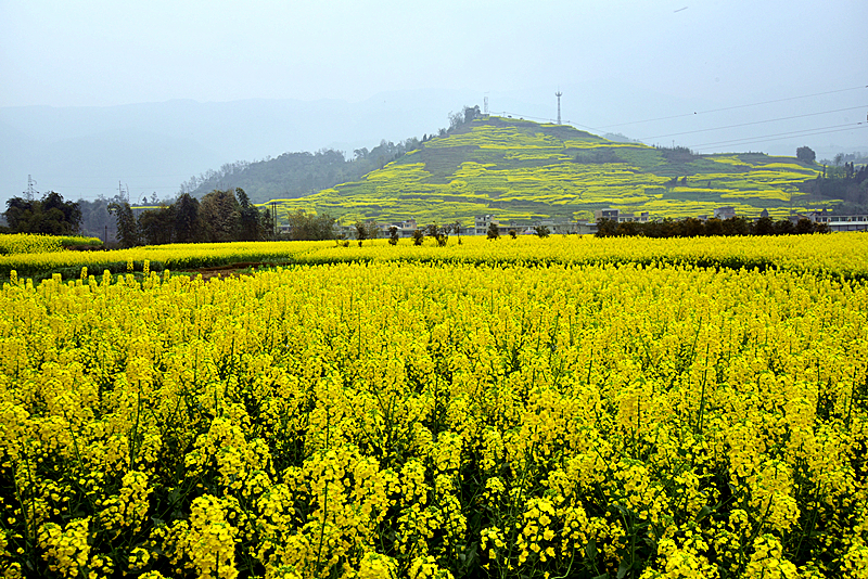 陳長(zhǎng)吟：踏春去